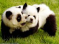 /album/galeria-de-fotos/chow-chow-panda-jpg/